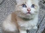 Chip a cuddly ragdoll male - Ragdoll Kitten For Sale - Chesapeake&comma; VA&comma; US