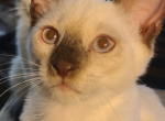Aykroyd Chocolate Point Siamese - Siamese Kitten For Sale - Glassboro&comma; NJ&comma; US