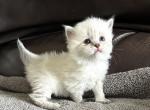 Kayla - Siberian Kitten For Sale - Bonita Springs&comma; FL&comma; US