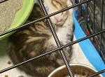 Chico - Domestic Cat For Adoption - Kalamazoo&comma; MI&comma; US