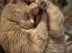 Sandy Sandwhich - Domestic Cat For Sale - KS&comma; US
