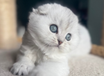 Plush - Scottish Fold Kitten For Sale - Omaha&comma; NE&comma; US