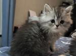 Aspen - Persian Kitten For Sale - Spruce Pine&comma; NC&comma; US