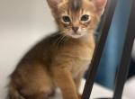 Max - Abyssinian Kitten For Sale - Aubrey&comma; TX&comma; US