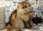 Champion Kitty Parties Butterfly - Persian Cat For Sale/Retired Breeding - CA&comma; US