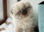 Bears 1 - Scottish Fold Kitten For Sale - Chicago&comma; IL&comma; US