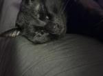 Shadoww - Bombay Cat For Sale - San Jose&comma; CA&comma; US
