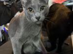 Shiney - Domestic Kitten For Sale - San Jose&comma; CA&comma; US