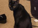Tiny - Bombay Cat For Sale - San Jose&comma; CA&comma; US