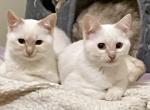 A twin pair of rare Flame point girls - Exotic Kitten For Sale - 