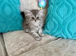 Czar - Persian Kitten For Sale - Henderson&comma; CO&comma; US