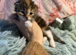 Dakine Maine coon - Maine Coon Kitten For Sale - Crow&comma; OR&comma; US