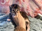 Dakine Maine Coons - Maine Coon Kitten For Sale - Crow&comma; OR&comma; US