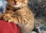 Jasper - Manx Kitten For Sale - Holden&comma; MA&comma; US