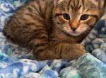 Bean - Manx Kitten For Sale - Holden&comma; MA&comma; US