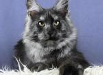 Olla - Maine Coon Kitten For Sale - Miami&comma; FL&comma; US