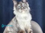 Ollsi - Maine Coon Kitten For Sale - Miami&comma; FL&comma; US