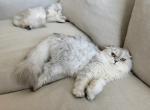 Pandora Intact Breeder - Scottish Fold Cat For Sale/Service - 