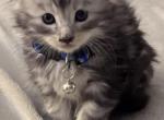 Randy - Maine Coon Kitten For Sale - Bechtelsville&comma; PA&comma; US