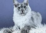 Quinlin - Maine Coon Kitten For Sale - Pembroke Pines&comma; FL&comma; US