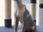 Devon Rex Blue - Devon Rex Kitten For Sale - Hollywood&comma; FL&comma; US