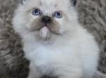 Lucy - Ragdoll Kitten For Sale - Penn Run&comma; PA&comma; US