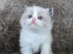 Logan - Ragdoll Kitten For Sale - Penn Run&comma; PA&comma; US