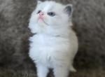 Leo - Ragdoll Kitten For Sale - Penn Run&comma; PA&comma; US
