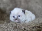 Lily - Ragdoll Kitten For Sale - Penn Run&comma; PA&comma; US