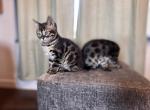 KittyZummies - Bengal Kitten For Sale - Salem&comma; OR&comma; US