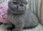 Queen - Scottish Fold Kitten For Sale - Miami&comma; FL&comma; US