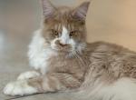 Lulu Blossom - Maine Coon Cat For Sale - Chandler Heights&comma; AZ&comma; US