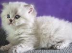 Bruno - Scottish Straight Kitten For Sale - Miami&comma; FL&comma; US