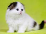Eliana - Scottish Fold Kitten For Sale - Hollywood&comma; FL&comma; US