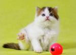 Elvis - Scottish Straight Kitten For Sale - Hollywood&comma; FL&comma; US