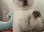 Oliver - Scottish Fold Kitten For Sale - 