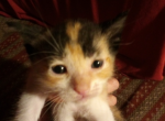 precious'sbabies - Manx Kitten For Sale - Cushing&comma; TX&comma; US