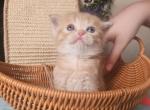 Numnum - British Shorthair Kitten For Sale - New York&comma; NY&comma; US