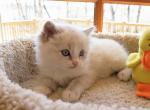 Ragdoll Purebred Maggy May's Litter Male 1 - Ragdoll Kitten For Sale - Dousman&comma; WI&comma; US
