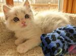 Ragdoll Purebred Maggy May's Litter Male 2 - Ragdoll Kitten For Sale - Dousman&comma; WI&comma; US