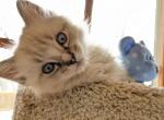 Ragdoll Purebred Maggy May's Litter Male 3 - Ragdoll Kitten For Sale - Dousman&comma; WI&comma; US