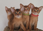 Lussy - Abyssinian Kitten For Sale - Bellevue&comma; WA&comma; US