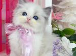 R119 - Ragdoll Kitten For Sale - Los Angeles&comma; CA&comma; US