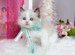 R120 - Ragdoll Kitten For Sale - Los Angeles&comma; CA&comma; US