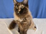 Lexine Tortie - Maine Coon Kitten For Sale - Longmont&comma; CO&comma; US
