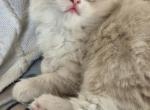 Misty - Ragdoll Kitten For Sale - 