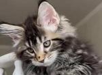 Max - Maine Coon Kitten For Sale - 