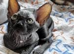 Ophelia - Sphynx Kitten For Sale - Palm Coast&comma; FL&comma; US