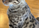Luna over the moon Savannah - Savannah Cat For Sale/Retired Breeding - Vandalia&comma; OH&comma; US