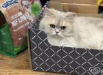 Romeo - Persian Cat For Sale/Retired Breeding - Basking Ridge&comma; NJ&comma; US